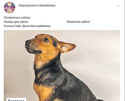 Сын певицы Екатерины Семёновой передал пропавшую собаку хозяевам из Измайлова