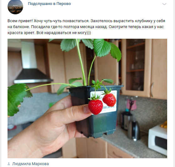 В Перове созрела клубника &#8211; о чем пишут районные СМИ