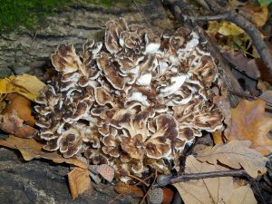 В Кусковском лесопарке вырос редкий гриб-баран