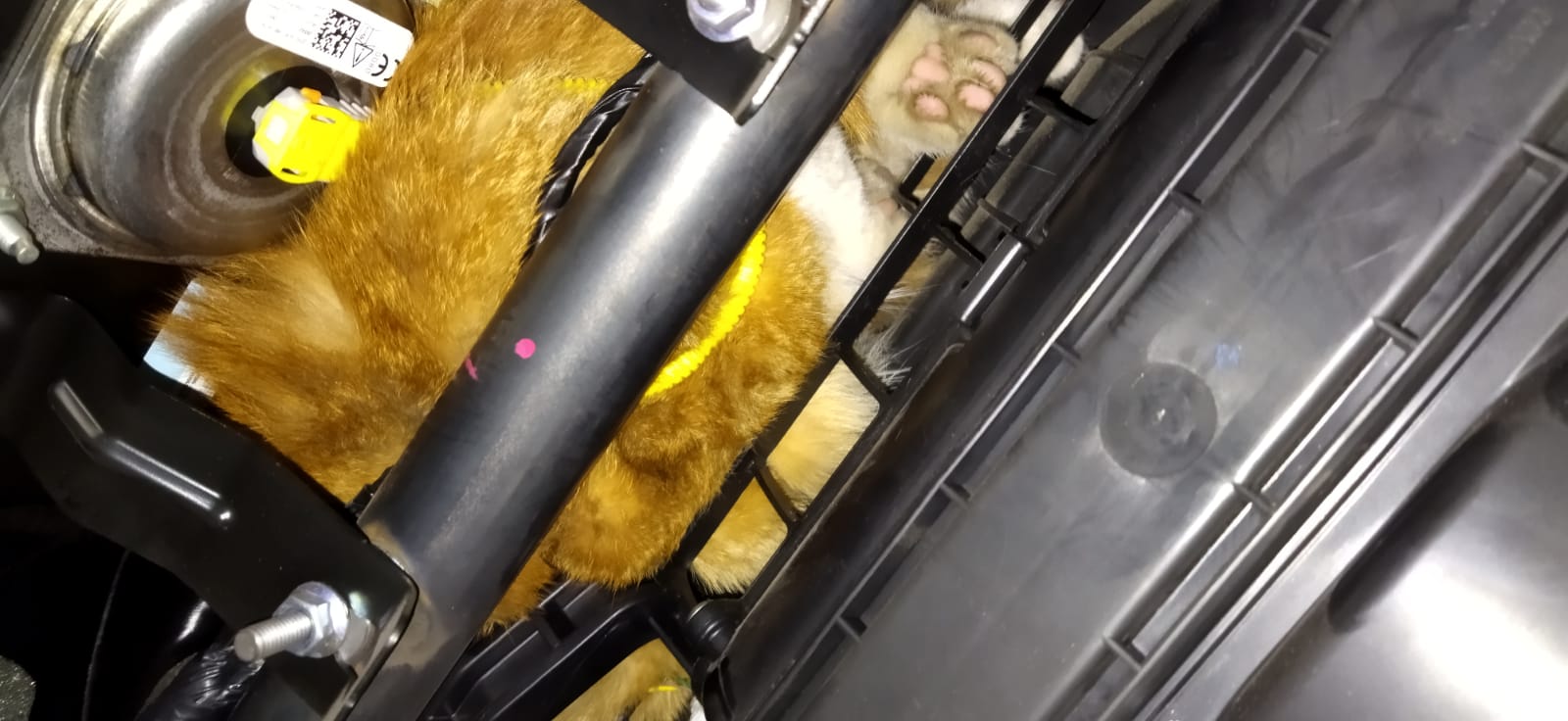 Пожарные ВАО спасли застрявшего под печкой авто котенка