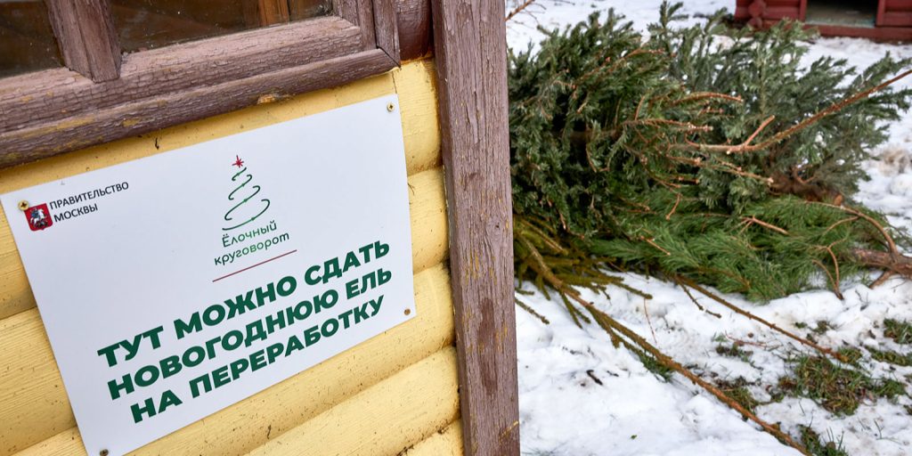 А вы понесете свою елку на переработку? – новый опрос «ВО»