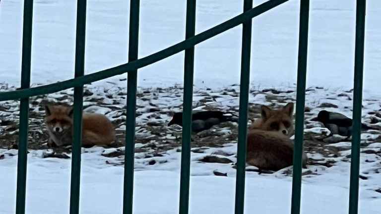 У школы на Новокосинской заметили двух лис