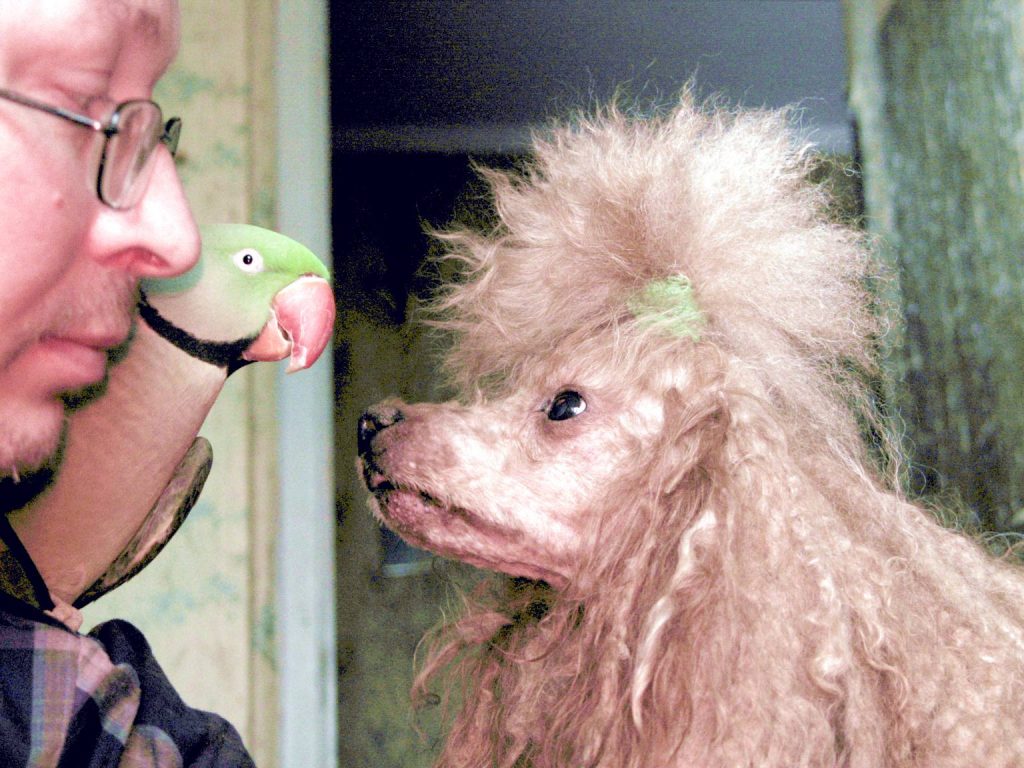 Фотоконкурс «ВО»: попугай Сидор и пес Зефир из Ивановского любят популярность