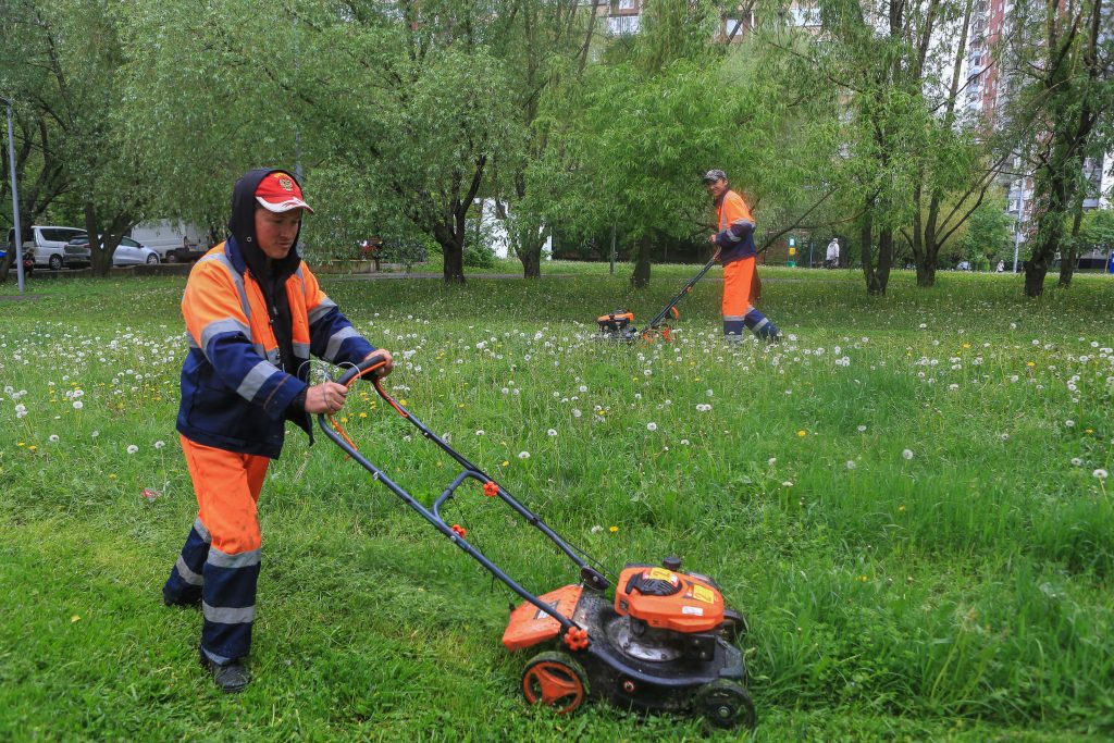 Выросла на дециметр — пора косить