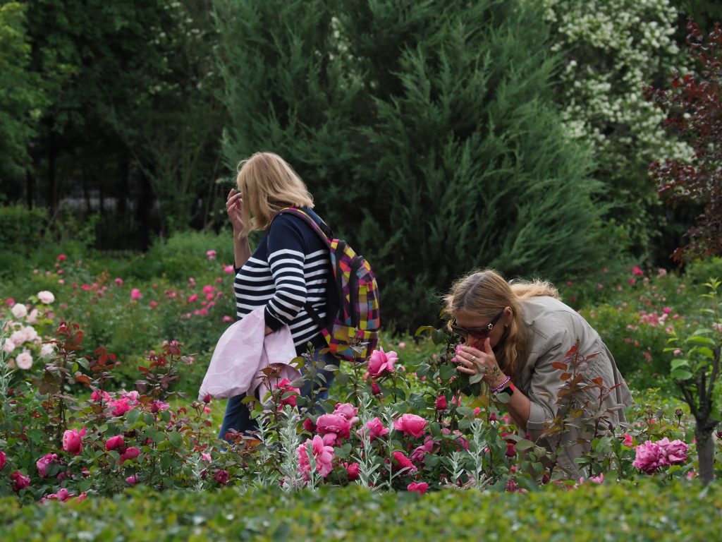 В розариях парка «Сокольники» началось цветение
