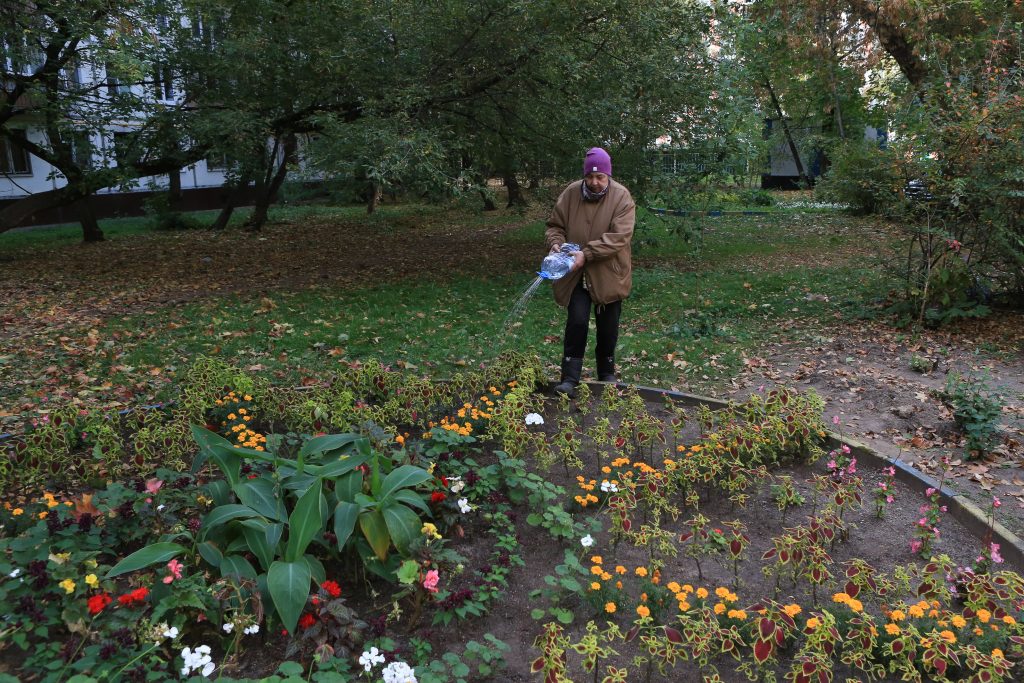 Пять секретов об уходе за палисадником во дворе от садовода из Преображенского