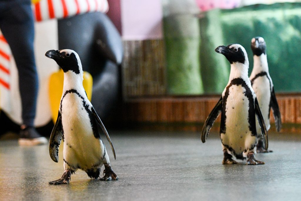 В экоцентре на улице Металлургов отметят День пингвинов