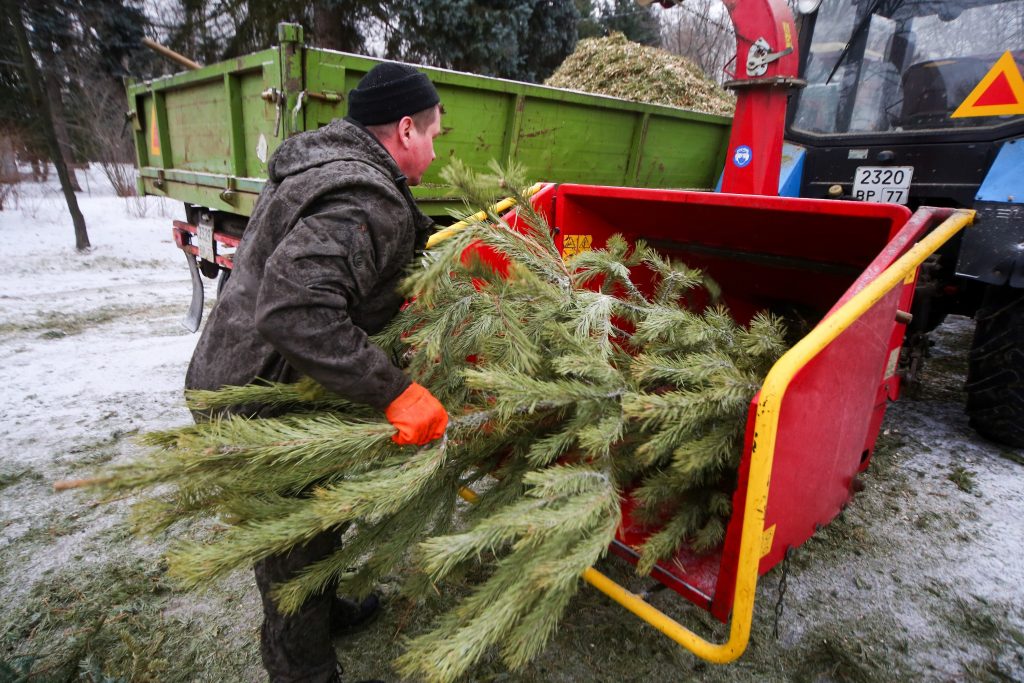 Вторая жизнь новогодней ели: в ВАО отрылись пункты приема деревьев