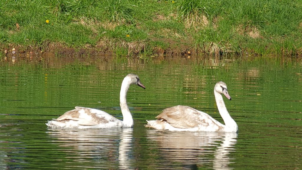 На Золотой пруд парка «Сокольники» выпустили новых лебедей