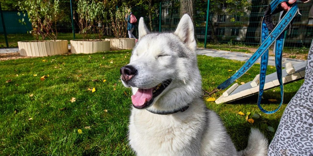 В рамках «Лета в Москве. Все на улицу!» пройдут выступления собак-проводников