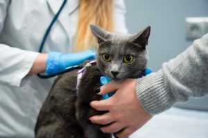 На улице Юннатов открылся круглосуточный стационар при госветклинике