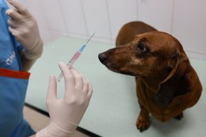 В шести районах ВАО бесплатно привьют питомцев от бешенства в августе
