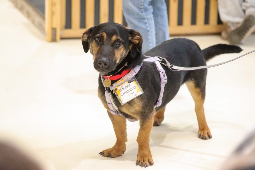 Жителей ВАО приглашают на знакомство с животными из приютов